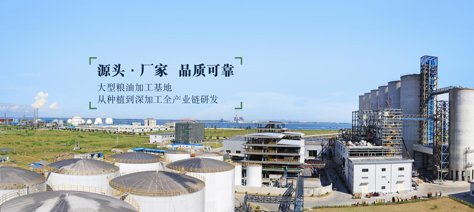 九龍桂山茶油  源頭廠(chǎng)家 品質(zhì)可靠